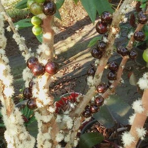 Plinia cauliflora -Sabara JABOTICABA