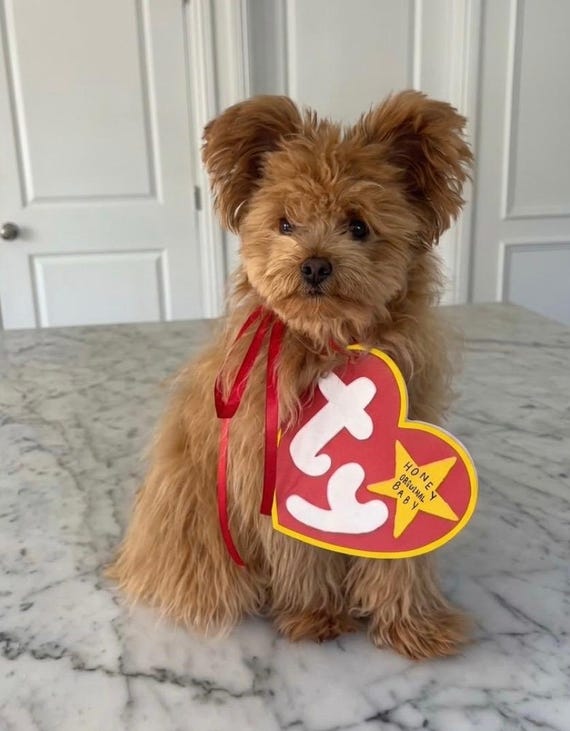 Custom Beanie Baby tag Dog Costume | Dog Halloween Costume | Cat Halloween costume | Chinchilla Halloween costume | nostalgic | y2k | 90s