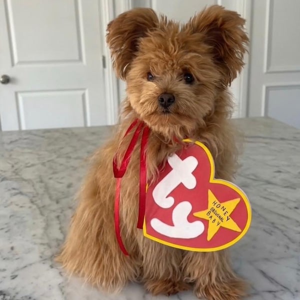 Custom Beanie Baby tag Dog Costume | Dog Halloween Costume | Cat Halloween costume | Chinchilla Halloween costume | nostalgic | y2k | 90s