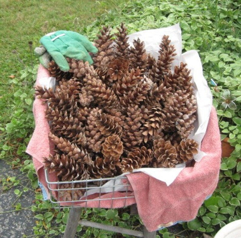 Pine Cones Rustic Decor Shabby Style Country Wedding 115 Etsy