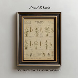 May include: A framed botanical print titled Frumenta Domestica featuring detailed illustrations of various grains and grasses with descriptive text. The artwork is encased in a dark wood frame with gold inner trim, displaying scientific plant studies.