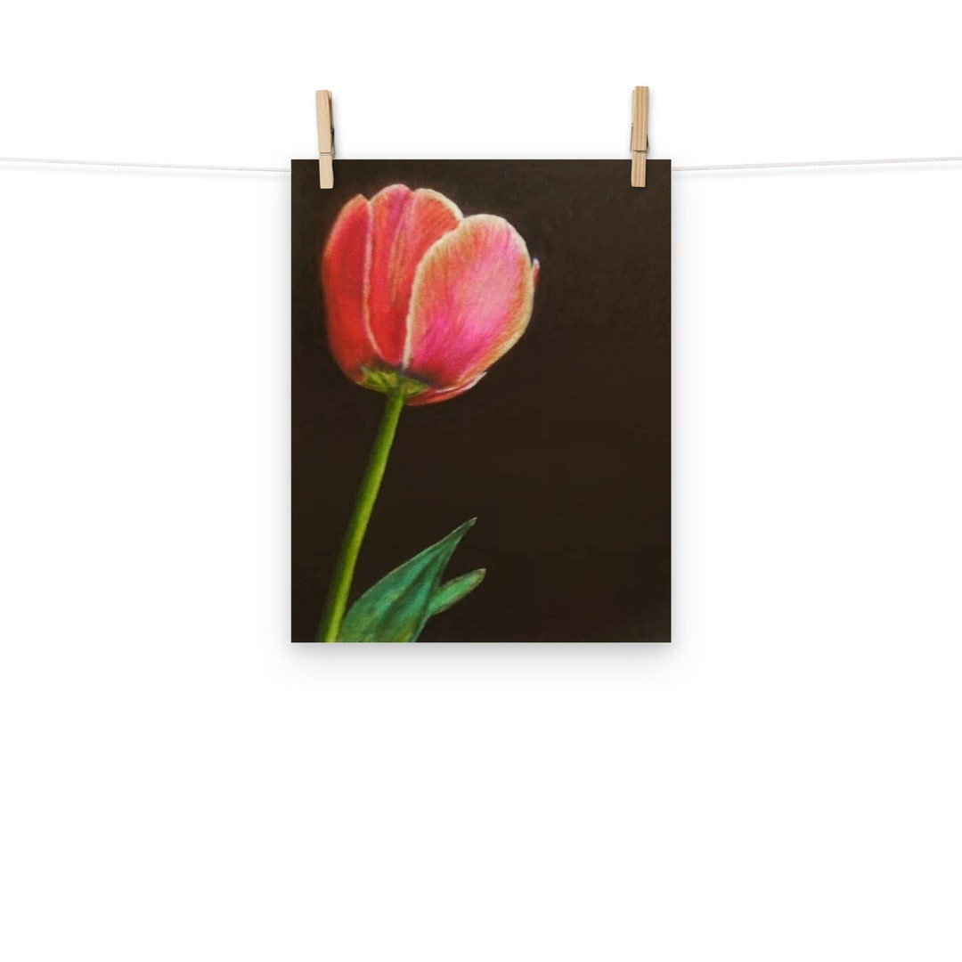 Luster Simple Drawing Color Pink Tulip Color Pencil and Charcoal Drawing PRINT Luster Paper Poster ...