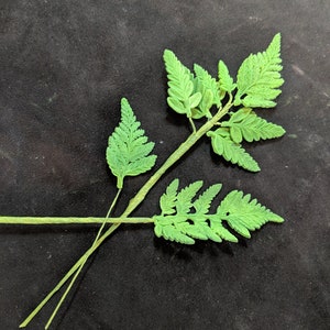 May include: Three green fern sprigs with delicate fronds against a black background.