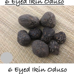 Puede incluir: Una colección de semillas redondeadas, texturizadas y de color marrón oscuro, cada una con seis marcas circulares distintivas u ojos. El texto 6 Eyed Ikin Oduso aparece en la parte superior e inferior de la imagen de estos especímenes botánicos.