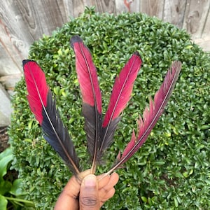 May include: Four feathers with a distinct colour gradient, transitioning from deep black at the base to a vibrant, saturated red at the tips. The feathers are arranged in a fan-like formation, showcasing their elongated, slender, and pointed structure.