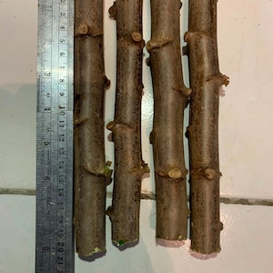 Puede incluir: Cuatro palos de madera cilíndricos de color marrón con corteza texturizada y pequeños nudos, dispuestos verticalmente junto a una regla de metal. La regla muestra que los palos miden aproximadamente 21,5 cm de largo, con marcas claras en centímetros.