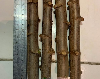 Verse cassavestekken voor opplant - 100% biologische yucastelen - Levende Manihot Esculenta-plant