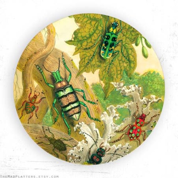beetles insects I plate