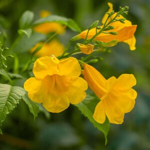3 Live Yellow Bells Tecoma Stans Plants, Yellow Flowering Shrub, 3–6" Tall, Ship No Pot