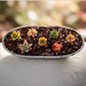May include: An oval white ceramic planter filled with dark brown soil and small pebbles, containing six small succulent plants in various shades of green, yellow, orange, and red, arranged in a cluster within the container.