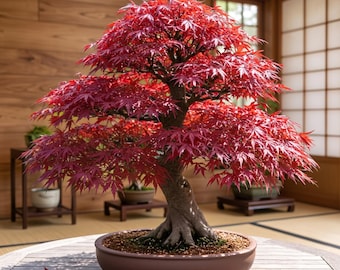 Japanischer Rotahorn (Acer palmatum) Bonsai-Pflanze