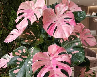 Live Pink Variegated Monstera Plant Tropical Indoor Houseplant