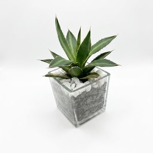 Puede incluir: Una pequeña planta de agave con hojas puntiagudas y variegadas en tonos verdes con bordes claros. La planta está en un recipiente de vidrio cuadrado y transparente, lleno de tierra gris oscuro y cubierto con pequeñas piedras decorativas blancas.