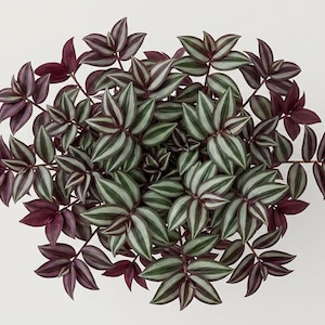 Planta joven de Tradescantia zebrina enraizada
