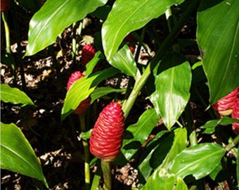 Live Shampoo Ginger Plant Starter – Awapuhi Pinecone Ginger (Zingiber zerumbet)
