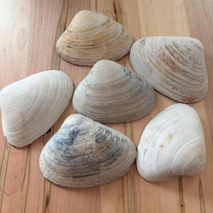 May include: A collection of six natural clam shells featuring varied textures and colors, including shades of off-white, beige, and grey. Each shell displays distinct concentric growth lines and a smooth, curved exterior surface with unique markings.