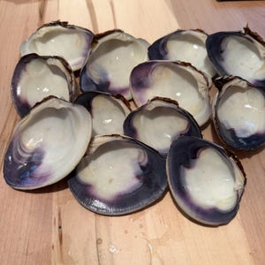 May include: A collection of ten empty clam shells arranged in a group. Each shell features a smooth, glossy white interior that transitions into a deep, dark purple coloration along the curved outer edges, showcasing a natural gradient of color.