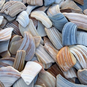 1 lb Ocean Tumbled Surf Clam Shells, Smooth Striped Crafts Shells