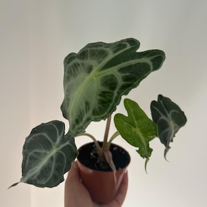 May include: An Alocasia plant in a small brown plastic pot. The plant features several heart-shaped leaves with prominent, light-coloured veins against a dark green surface. The leaves vary in size and shade, with some appearing darker and more mature while others are smaller and lighter green.