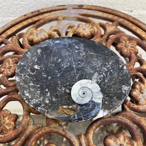 Stone Nautilus Soap Dish