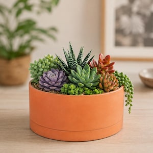 May include: A round, matte orange ceramic planter filled with a variety of succulents, including a purple echeveria, a green haworthia with white stripes, a trailing string of pearls, and several other small green and reddish-toned succulents.