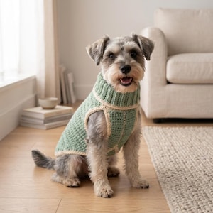 Könnte beinhalten: Ein kleiner Hund mit grau-weißem Fell trägt einen gehäkelten Pullover in Salbeigrün. Der Pullover hat einen gerippten Rollkragen, ein strukturiertes Strickmuster und cremefarbene Ränder am Hals, an den Ärmelausschnitten und am Saum.