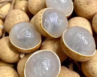 Kohala Longan Tree Live Plant, Air Layered 3 ft in 3 Gallon Pot