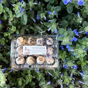May include: A clear plastic carton containing twelve speckled brown and cream quail eggs. A white rectangular label on the lid features an illustration of a quail and the text: Farm Fresh Quail Eggs. Please wash before consuming. Quail eggs from nest to carton with love.