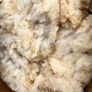 May include: A dense, raw mass of off-white and cream-coloured sheep wool fibres. The texture is fluffy and clumped, featuring natural variations in colour with small bits of organic debris and dark fibres interspersed throughout the raw material.