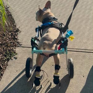 May include: A tan French Bulldog wearing a black harness and a light blue metal wheelchair with two large black wheels. The dog has black protective boots on its hind paws, and a black leash is attached to the harness with a small blue accessory.