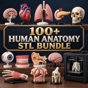 May include: A collection of human anatomy models including a brain, heart, lungs, pancreas, skull, eye, teeth, ear, hand, torso, and knee joint, alongside a 3D printer with a rib cage model. A sign displays the text 100+ HUMAN ANATOMY STL BUNDLE.
