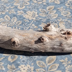 Puede incluir: Un trozo largo de madera flotante desgastada con una superficie texturizada de color gris claro. La madera presenta varios nudos prominentes e indentaciones naturales a lo largo, mostrando una forma cilíndrica con una curva orgánica.