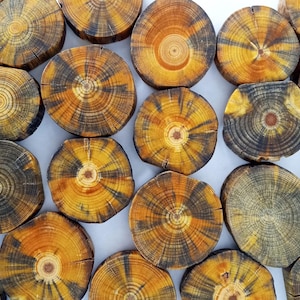 Puede incluir: Una colección de rodajas de madera circulares con anillos de crecimiento visibles en tonos ámbar, amarillo dorado y marrón carbón oscuro. Cada pieza muestra un patrón de grano radial único con texturas naturales y marcas oscuras variadas.