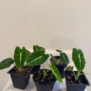 May include: Five Alocasia Frydek plants in individual black plastic pots. Each plant features dark green, heart-shaped leaves with prominent, light-coloured veins. The plants are potted in dark soil with visible perlite, showing healthy foliage.