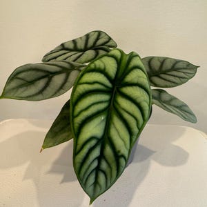May include: A potted Alocasia baginda plant featuring heart-shaped, silvery-green leaves with prominent, dark green, deeply recessed veins. The foliage displays a distinct, textured pattern across the surface, with a central leaf pointing forward.