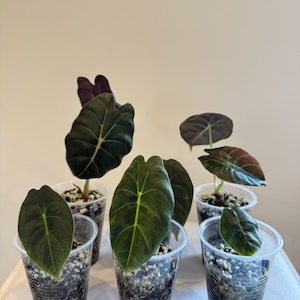 May include: Five Alocasia plants in clear plastic cups filled with perlite and soil. Each plant features dark green, heart-shaped leaves with prominent light green veins. The undersides of some leaves show a deep purple hue. The plants are arranged in a group.