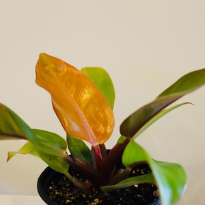 Rare Plant - Philodendron "Prince of Orange"