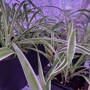 Peut inclure: Plusieurs plantes araignées aux longues feuilles vertes arquées bordées de blanc, plantées dans des pots en plastique noir. Les plantes sont disposées sur une étagère métallique sous un éclairage teinté de violet, montrant leur feuillage étroit.