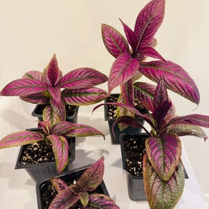 May include: Five Persian Shield plants in individual black plastic nursery pots. Each plant features lance-shaped leaves with a vibrant, iridescent purple and metallic silver centre, transitioning to deep green edges with a prominent textured vein pattern.