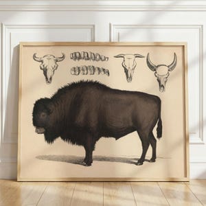 May include: A framed print featuring a large, dark brown bison standing in profile. Above the bison are three detailed black and white line drawings of animal skulls and a row of teeth, all set against a light beige, parchment-style background.