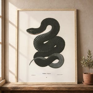 May include: A framed vintage-style print featuring a detailed black snake coiled in the center against a cream background. The text Coluber Couperi is printed below the illustration, along with small text and the number 16 at the bottom center.