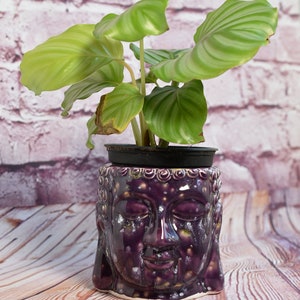 May include: A green leafy plant in a purple ceramic planter shaped like a Buddha head.