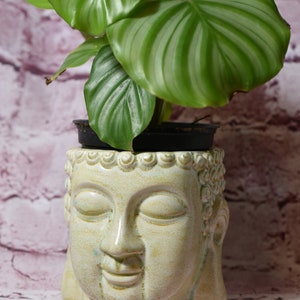 May include: A green plant with large, striped leaves growing in a white ceramic planter shaped like a Buddha's head.