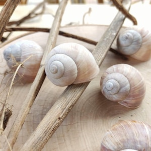 May include: Five light beige and grey snail shells arranged with thin, dry, woody twigs. The shells feature a spiral pattern and a smooth, rounded exterior. The composition includes a mix of whole shells positioned at various angles, showcasing their natural texture and muted, earthy colour palette.