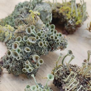 Puede incluir: Una colección de especímenes de liquen Cladonia con estructuras en forma de copa de color verde pálido y tallos delgados y erguidos que crecen sobre pequeños trozos de corteza texturizados. El liquen muestra tonos verde claro y grisáceos.
