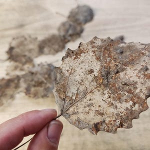 Szkieletowe liście osiki: naturalne znaleziska leśne do botanicznej sztuki i rzemiosła