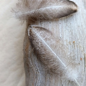 Unique Mallard Feather Pair: 2 Natural Duck Feathers with Delicate Pattern, 8 cm