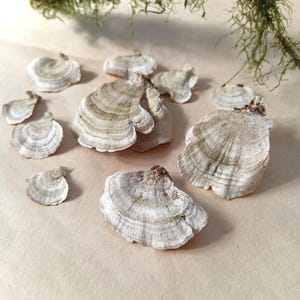 May include: A collection of ten dried turkey tail mushrooms featuring concentric rings in shades of white, beige, and muted green. The fan-shaped fungi are arranged in a cluster, displaying varied sizes and textures with visible fibrous edges.