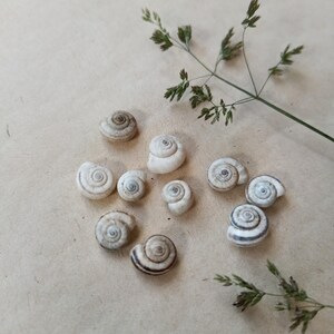May include: A collection of ten small, spiraled snail shells in shades of white, cream, and brown, arranged in a loose cluster. The shells feature distinct circular patterns and are accompanied by two thin, green, dried grass stalks.