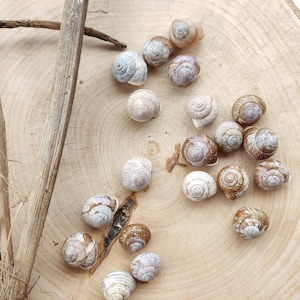 May include: A collection of small, spiraled snail shells in various shades of beige, brown, and grey, scattered across a light-colored wooden surface alongside a thin, dried twig and some fibrous plant material with a natural texture.